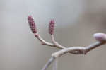 Hazel alder <BR>Tag alder